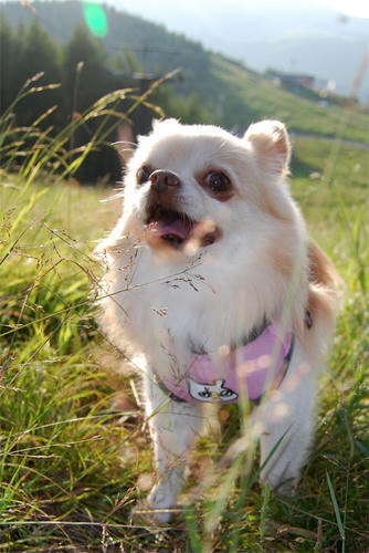 080818_royh8.jpg