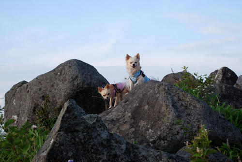 080818_royh18.jpg