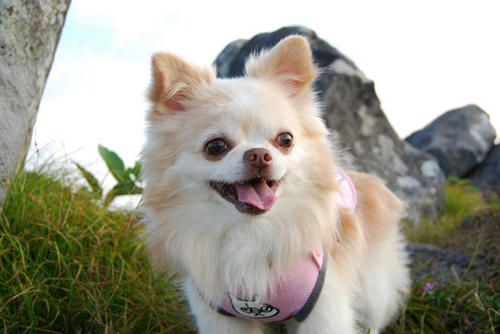 080818_royh23.jpg