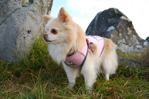 080818_royh28.jpg