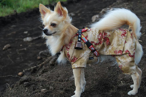 080820_kuru1.jpg