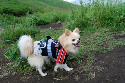 080820_kuru10.jpg