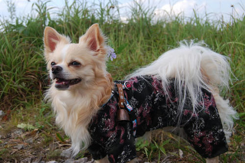 080820_kuru5.jpg