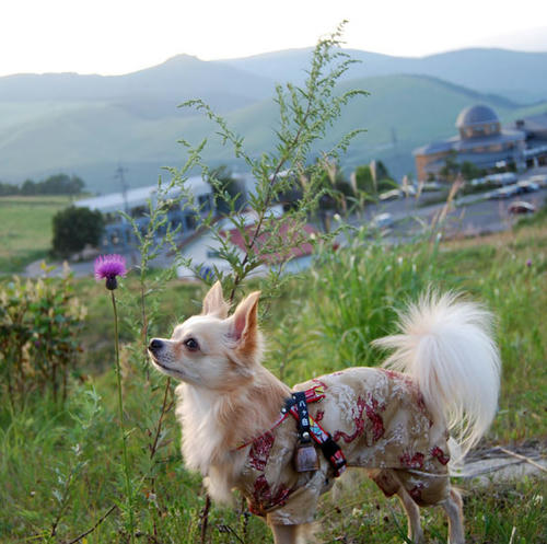 080820_royh1.jpg
