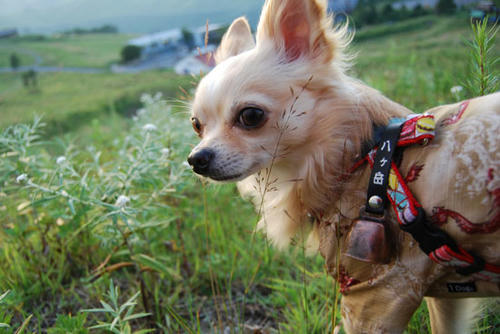 080820_royh2.jpg