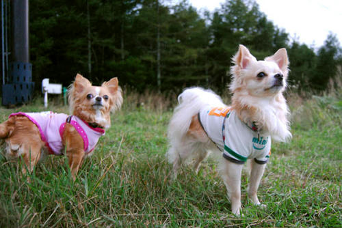 080831_royh10.jpg