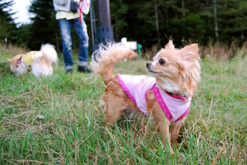 080831_royh6.jpg