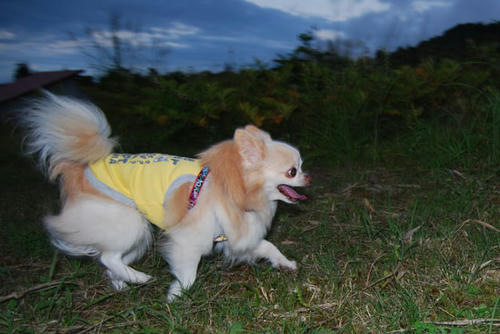 080831_royh2.jpg