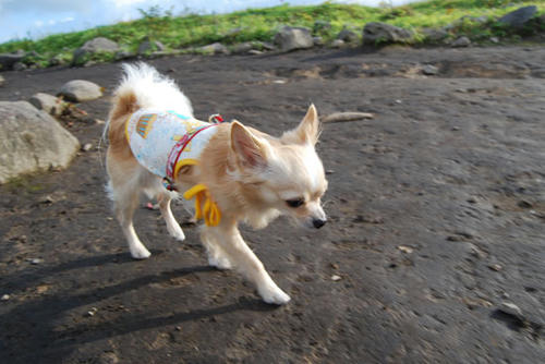 080903_kurk2.jpg