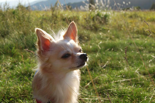 080909_royh10.jpg