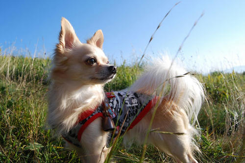 080909_royh2.jpg