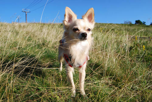 080909_royh3.jpg