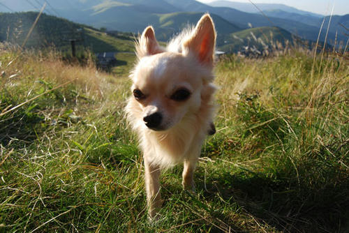 080909_royh5.jpg