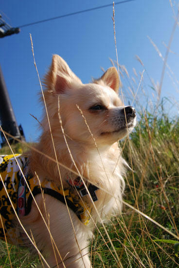 080909_royh8.jpg
