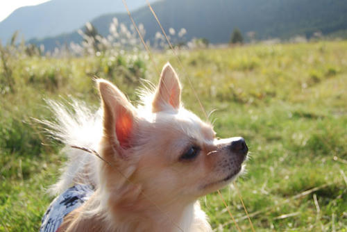 080909_royh9.jpg