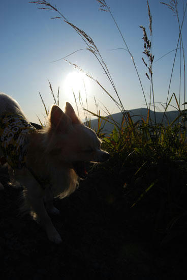 080909_royh11.jpg
