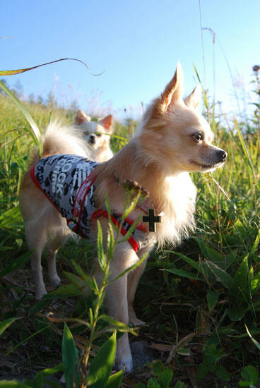 080909_royh16.jpg