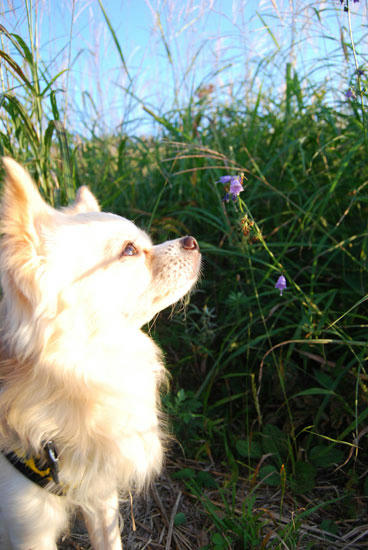 080909_royh17.jpg