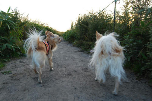 080912_kurk1.jpg