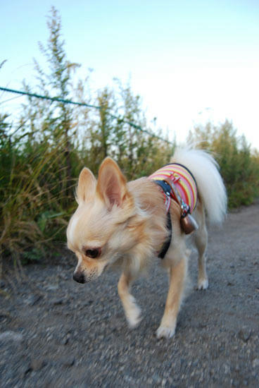 080912_kurk3.jpg
