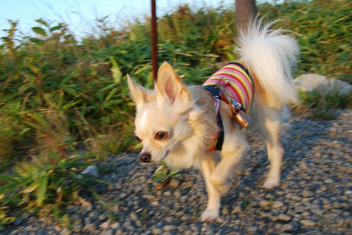 080912_kurk4.jpg