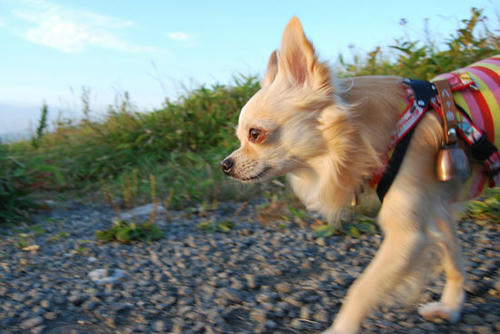 080912_kurk5.jpg