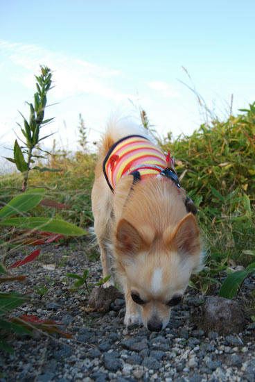 080912_kurk7.jpg