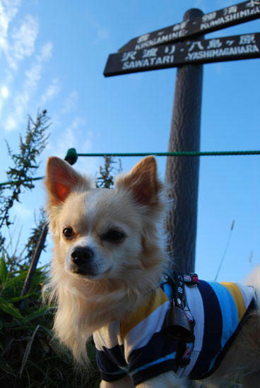 080912_kurk9.jpg
