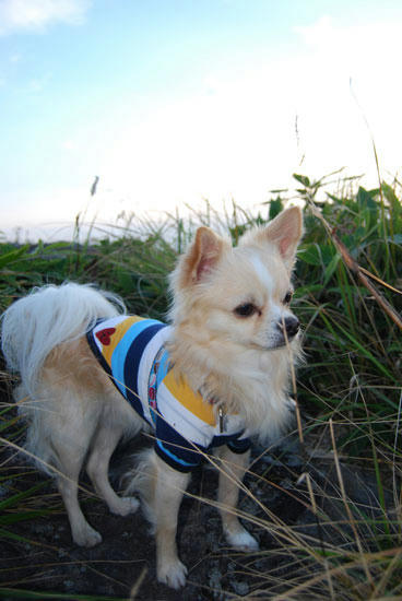 080912_kurk13.jpg