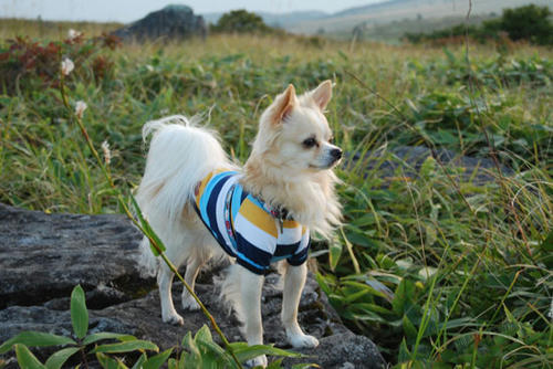 080912_kurk14.jpg