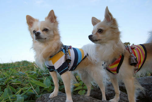 080912_kurk17.jpg