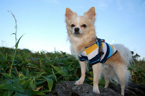 080912_kurk18.jpg