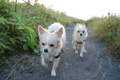 080912_kurk19.jpg
