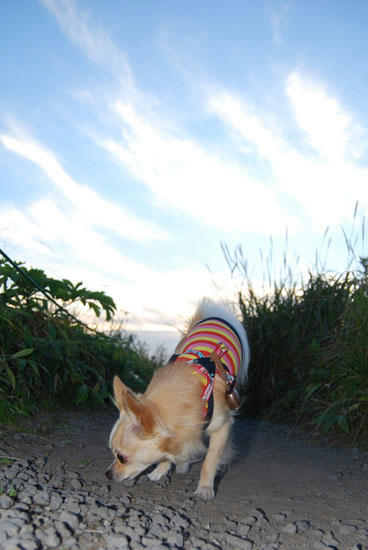 080912_kurk20.jpg