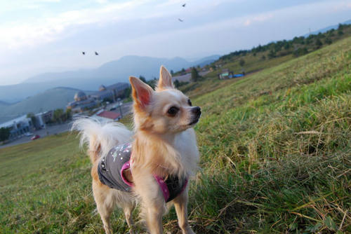 080916_royh6.jpg
