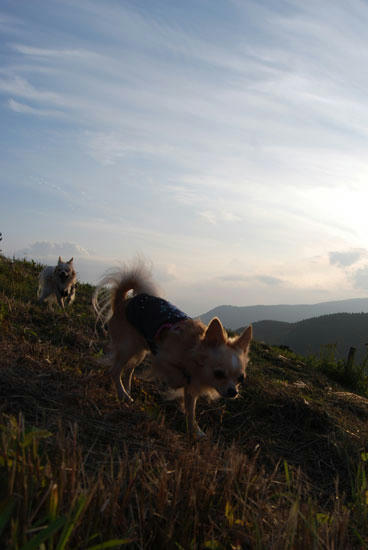 080916_royh12.jpg