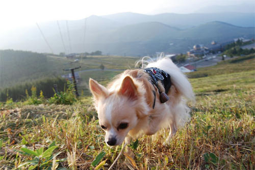 080916_royh14.jpg