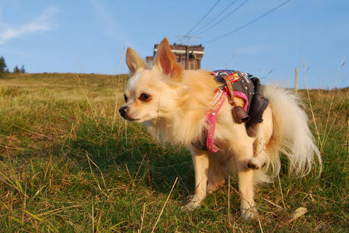 080916_royh25.jpg
