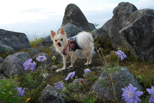 080916_royh27.jpg