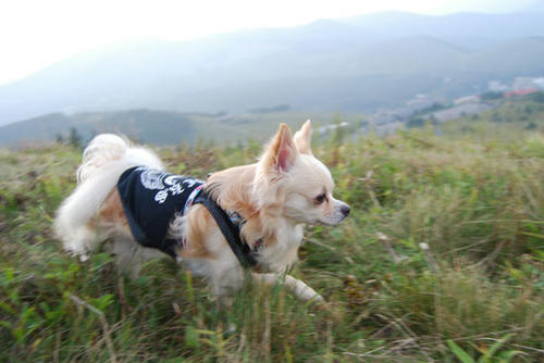 080916_royh33.jpg