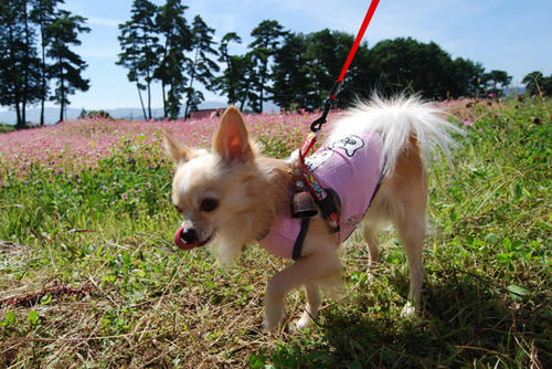 080924_aka3.jpg