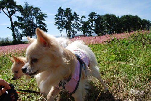 080924_aka7.jpg