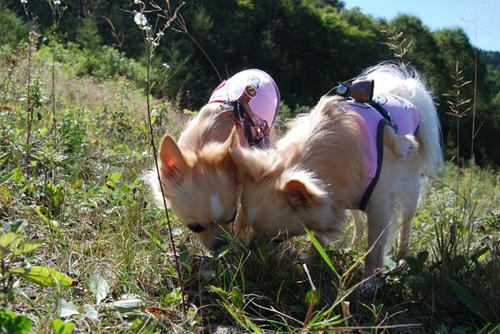 080924_g2in13.jpg