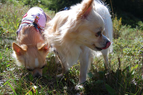 080924_g2in15.jpg