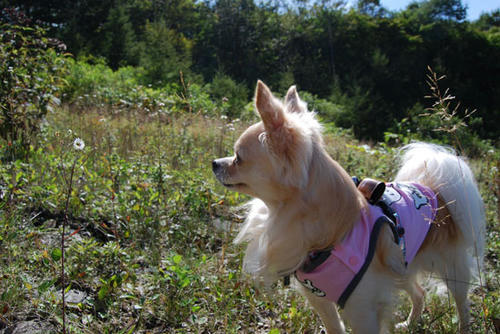 080924_g2in16.jpg