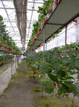 DSCN4251s.jpg