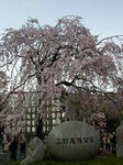 75.sakura1s.jpg