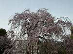 76.sakura2s.jpg