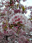 77.sakura3s.jpg