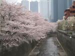 20110409-1.JPG